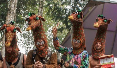 The giraffes